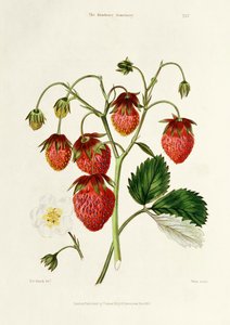 The Roseberry Strawberry, grawerowane przez Watte, wyd. Thomas Kelly, Londyn 1830 autorstwa Edwin Dalton Smith